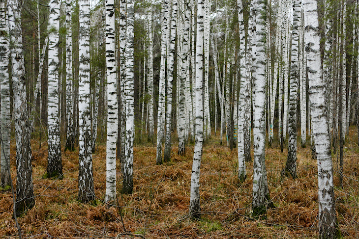 birches-tree1